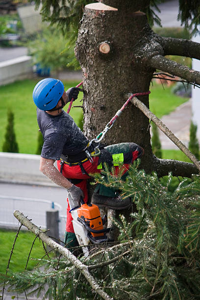 Professional Tree Services in Cattaraugus, NY